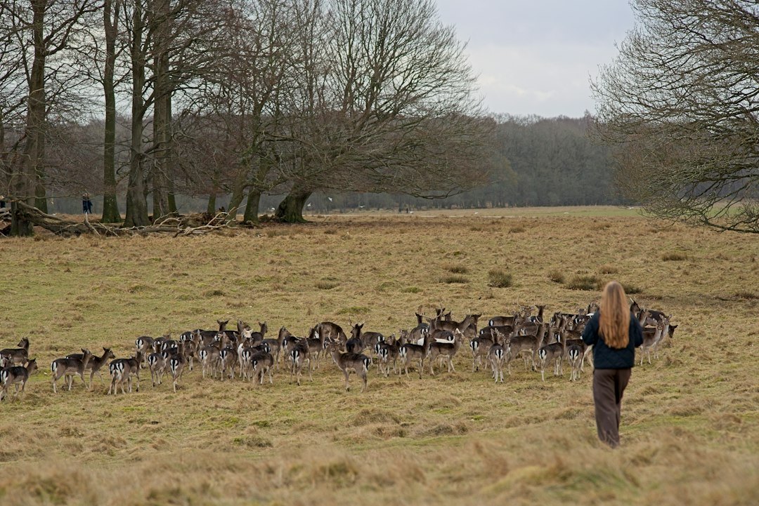 Danish farmer standing in a field